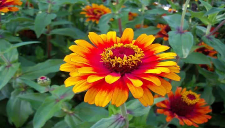 Zinnia Flower Varieties: Colorful, Easy, Fast-Growing! | Almanac.com